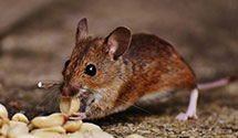 24 Hour & Emergency Exterminators in Yukon, OK